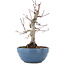 Acer palmatum, 21,5 cm, ± 20 jaar oud