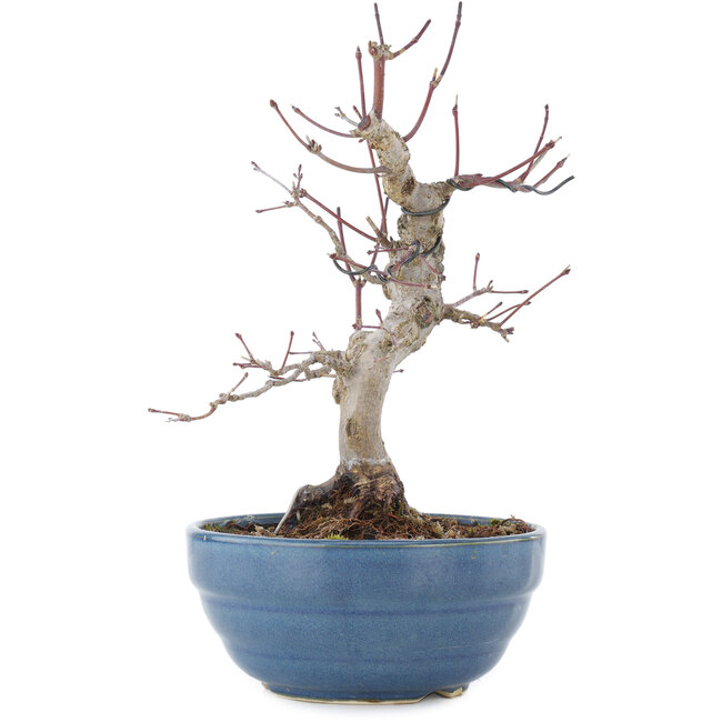 Acer palmatum, 21,5 cm, ± 20 years old