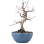 Acer palmatum, 21,5 cm, ± 20 jaar oud