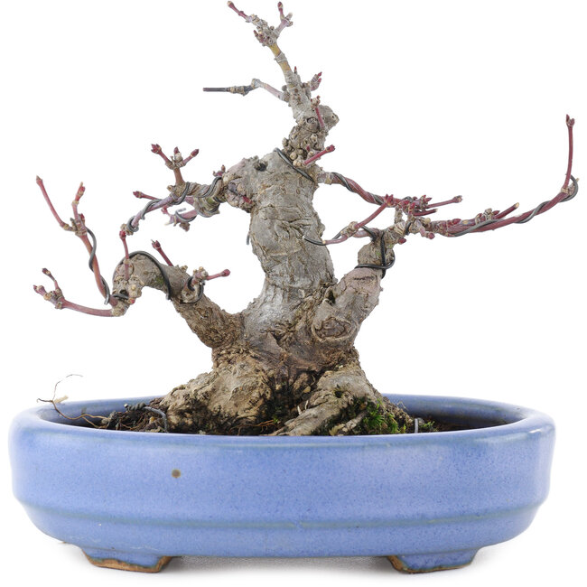 Acer palmatum, 13 cm, ± 20 ans