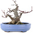 Acer palmatum, 13 cm, ± 20 Jahre alt