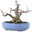 Acer palmatum, 13 cm, ± 20 Jahre alt