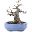 Acer palmatum, 13 cm, ± 20 Jahre alt