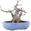 Acer palmatum, 13 cm, ± 20 Jahre alt