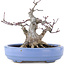 Acer palmatum, 13 cm, ± 20 Jahre alt