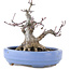 Acer palmatum, 13 cm, ± 20 Jahre alt