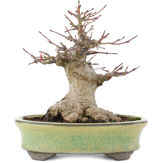 Acer palmatum, 14,5 cm, ± 25 anni