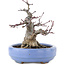 Acer palmatum, 13 cm, ± 20 Jahre alt