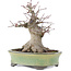 Acer palmatum, 14,5 cm, ± 25 anni