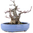 Acer palmatum, 13 cm, ± 20 Jahre alt