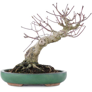 Acer palmatum, 17,5 cm, ± 20 años