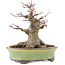 Acer palmatum, 14,5 cm, ± 25 years old