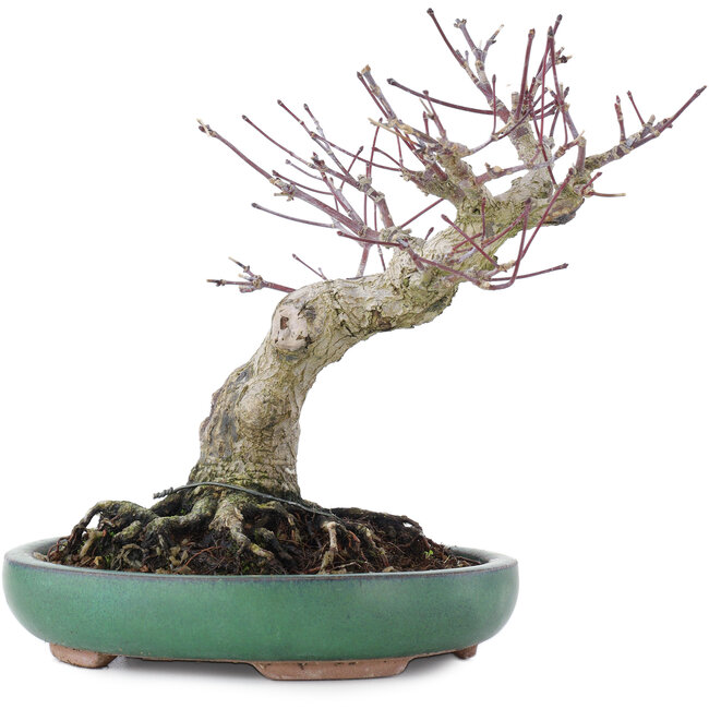 Acer palmatum, 17,5 cm, ± 20 anni
