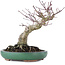 Acer palmatum, 17,5 cm, ± 20 jaar oud