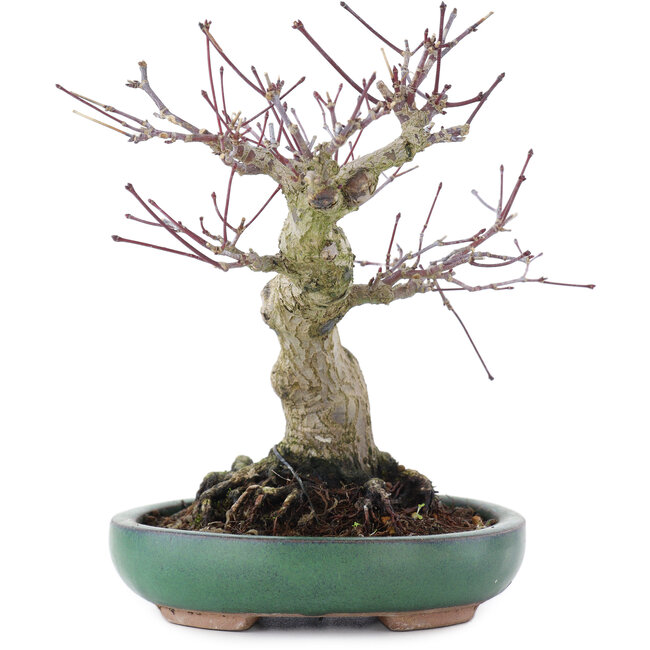 Acer palmatum, 17,5 cm, ± 20 anni