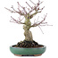 Acer palmatum, 17,5 cm, ± 20 ans