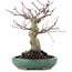 Acer palmatum, 17,5 cm, ± 20 Jahre alt