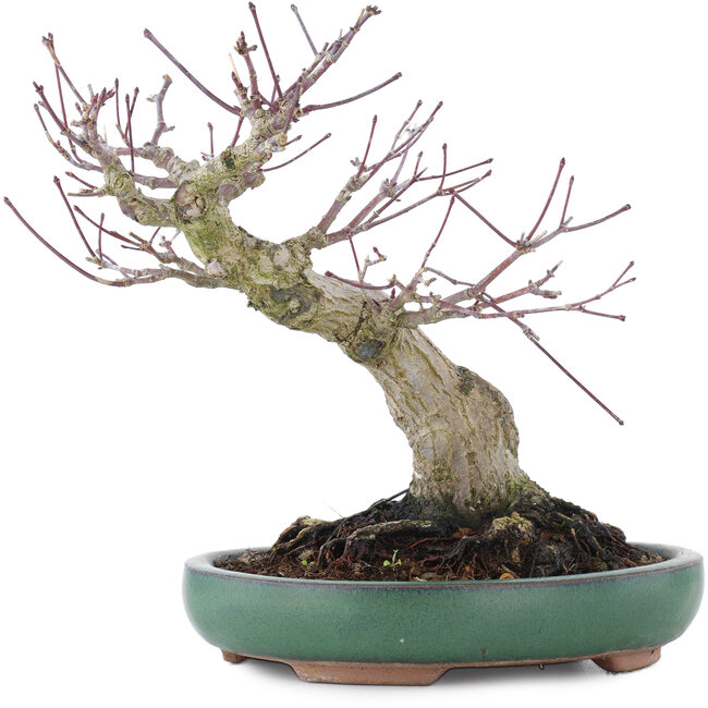 Acer palmatum, 17,5 cm, ± 20 jaar oud