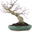 Acer palmatum, 17,5 cm, ± 20 años