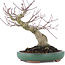 Acer palmatum, 17,5 cm, ± 20 ans