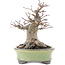 Acer palmatum, 14,5 cm, ± 25 years old