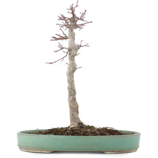 Acer palmatum, 29 cm, ± 10 anni