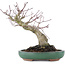 Acer palmatum, 17,5 cm, ± 20 anni