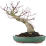 Acer palmatum, 17,5 cm, ± 20 jaar oud