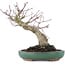 Acer palmatum, 17,5 cm, ± 20 Jahre alt