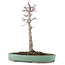 Acer palmatum, 29 cm, ± 10 years old