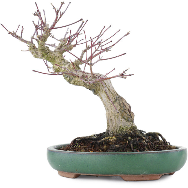 Acer palmatum, 17,5 cm, ± 20 jaar oud