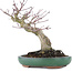 Acer palmatum, 17,5 cm, ± 20 ans