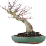 Acer palmatum, 17,5 cm, ± 20 years old