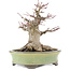 Acer palmatum, 14,5 cm, ± 25 years old