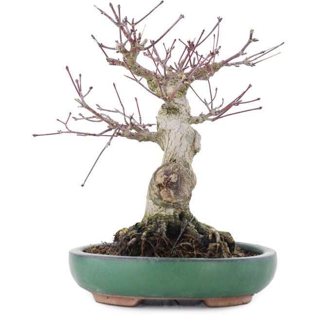 Acer palmatum, 17,5 cm, ± 20 Jahre alt