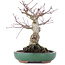 Acer palmatum, 17,5 cm, ± 20 ans
