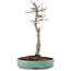 Acer palmatum, 29 cm, ± 10 years old