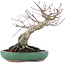 Acer palmatum, 17,5 cm, ± 20 jaar oud