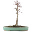 Acer palmatum, 29 cm, ± 10 jaar oud
