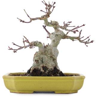 Acer palmatum, 16 cm, ± 10 anni