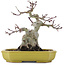 Acer palmatum, 16 cm, ± 10 years old