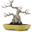 Acer palmatum, 16 cm, ± 10 años