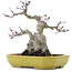 Acer palmatum, 16 cm, ± 10 ans