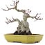 Acer palmatum, 16 cm, ± 10 Jahre alt