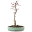 Acer palmatum, 29 cm, ± 10 years old