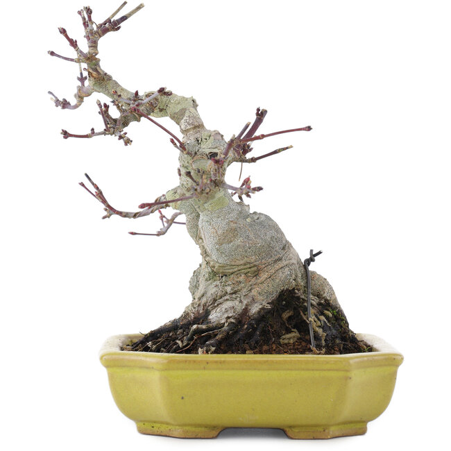 Acer palmatum, 16 cm, ± 10 jaar oud