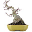 Acer palmatum, 16 cm, ± 10 años