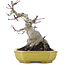 Acer palmatum, 16 cm, ± 10 ans