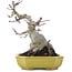 Acer palmatum, 16 cm, ± 10 Jahre alt