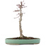 Acer palmatum, 29 cm, ± 10 jaar oud